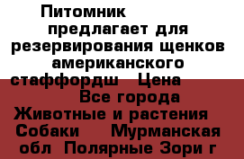 Питомник KURAT GRAD предлагает для резервирования щенков американского стаффордш › Цена ­ 25 000 - Все города Животные и растения » Собаки   . Мурманская обл.,Полярные Зори г.